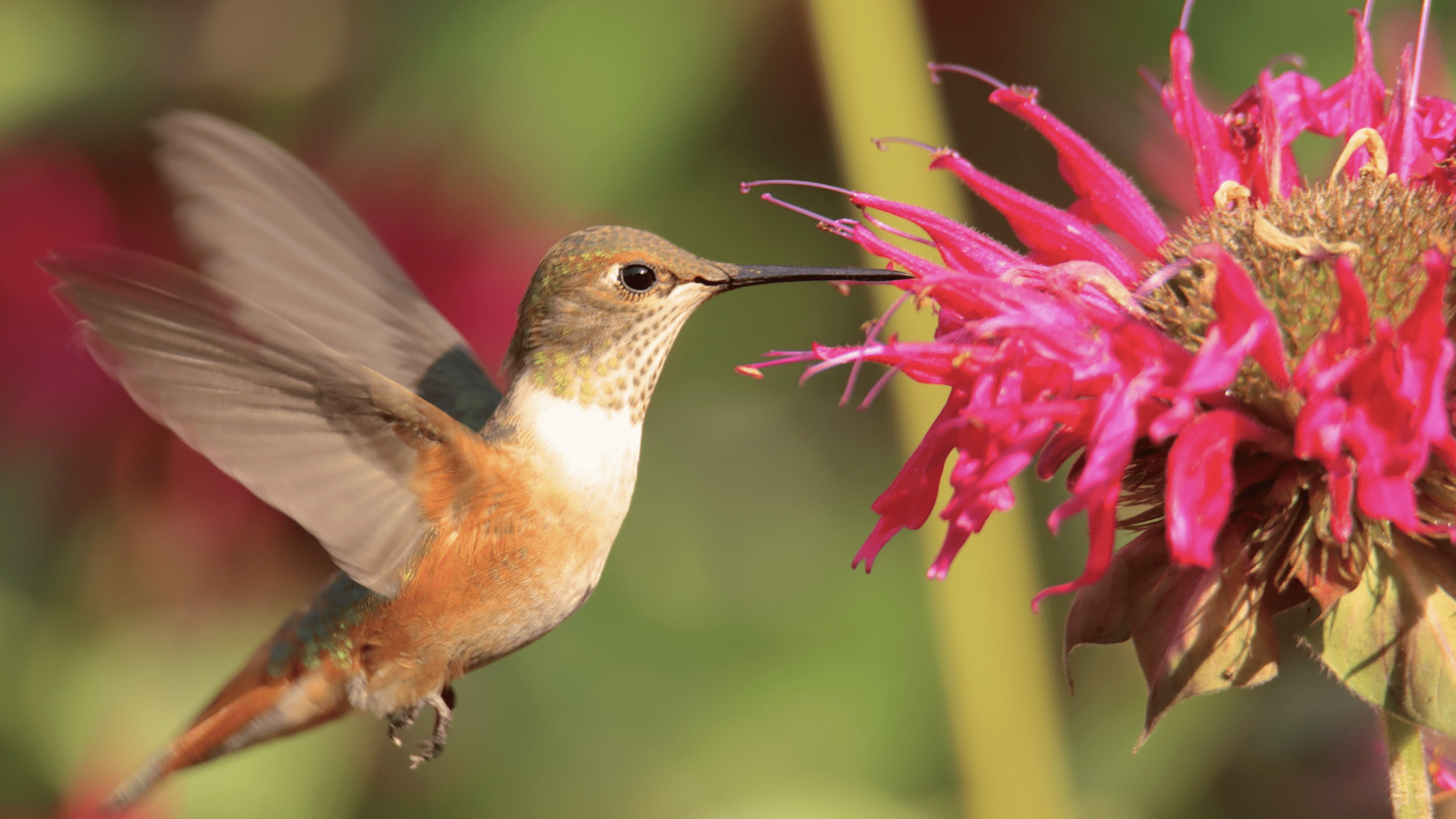 rufous hummer on beebalm