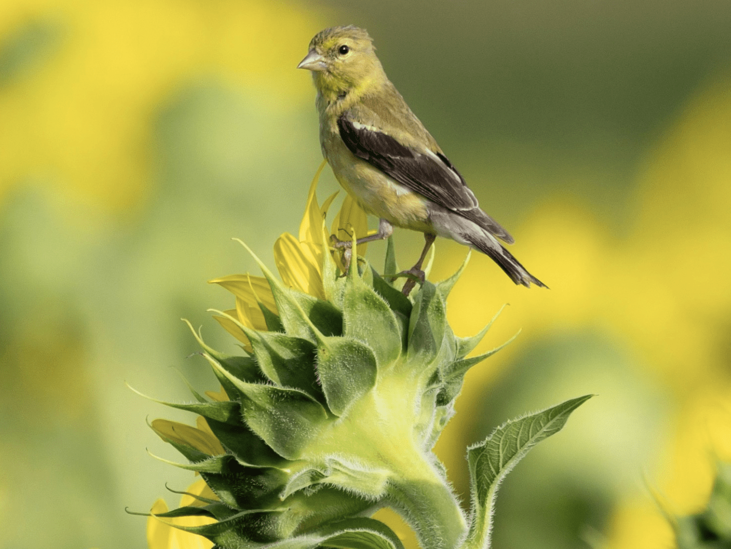 An American Goldfinch perched on the back of a common sunflower with yellow petals peeking out and multiple sunflowers in the blurred background.