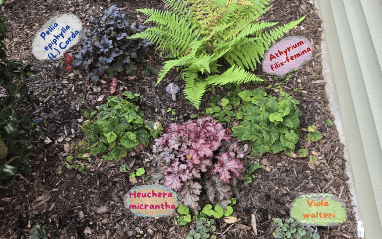 A garden with plants along side multicolored painted rocks that contain the scientific name of the plant.