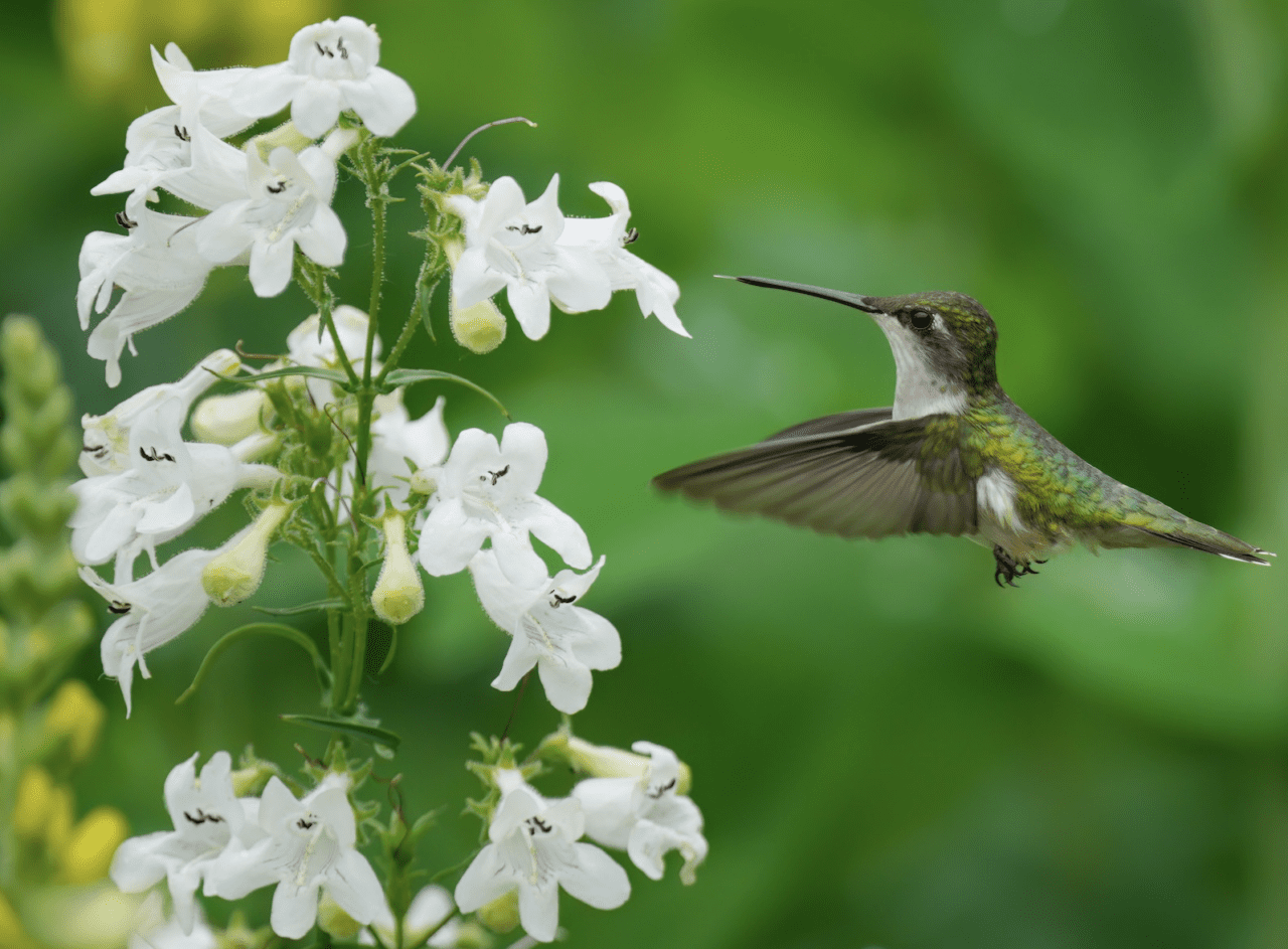A Ruby-throated Hummingbird with dark gray and shiny green feathers approaching a cluster of white Foxglove Beardtongue flowers.