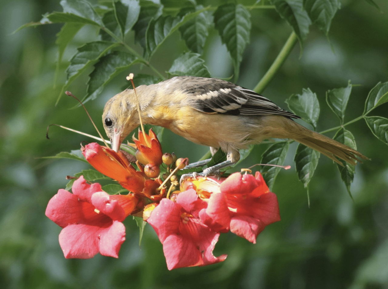 A Baltimore Oriole perched on the petals of red-pink flowers of a Trumpet Vine. It is foraging for nectar.