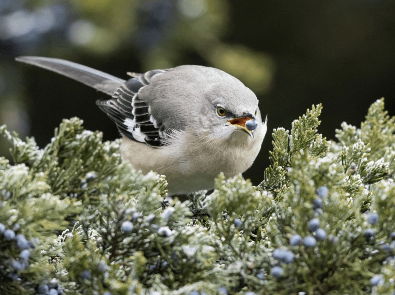 A Northern Mockingbird holding a blue eastern red cedar berry in its mouth, while being perched on the light green branches of the eastern red cedar.