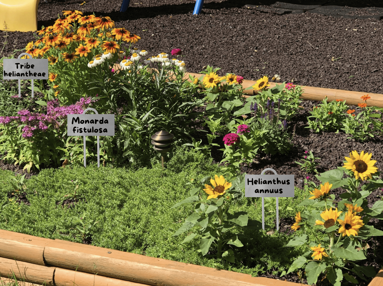 A garden with various plant species that are in bloom. The garden has 3 metal plant labels containing the scientific names of the plants.