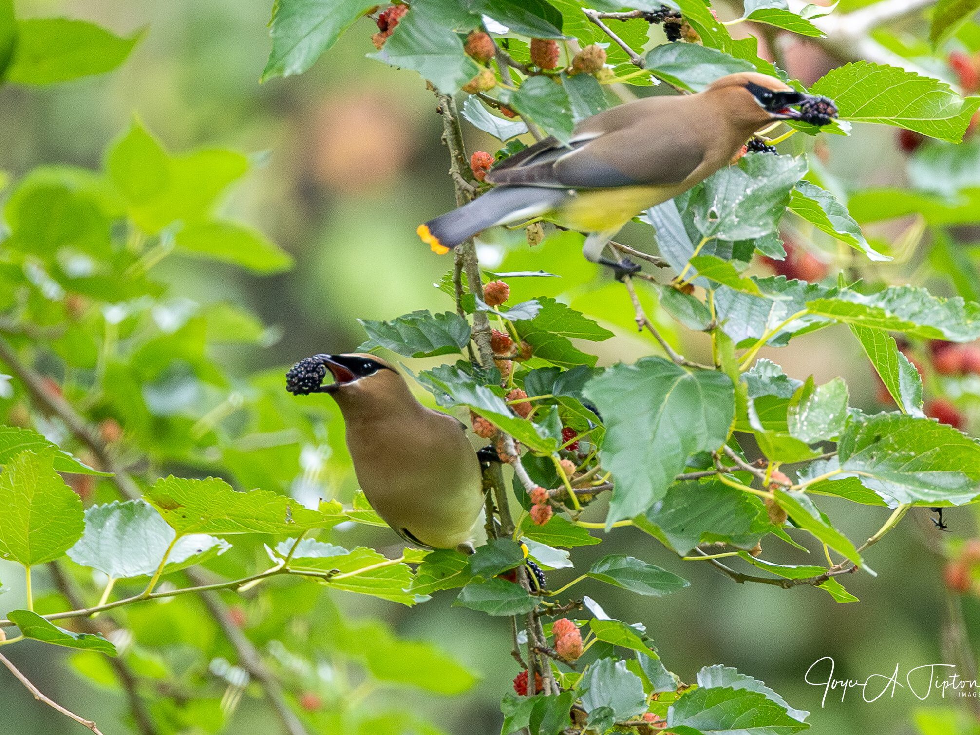 cedar waxwings eating mulberries