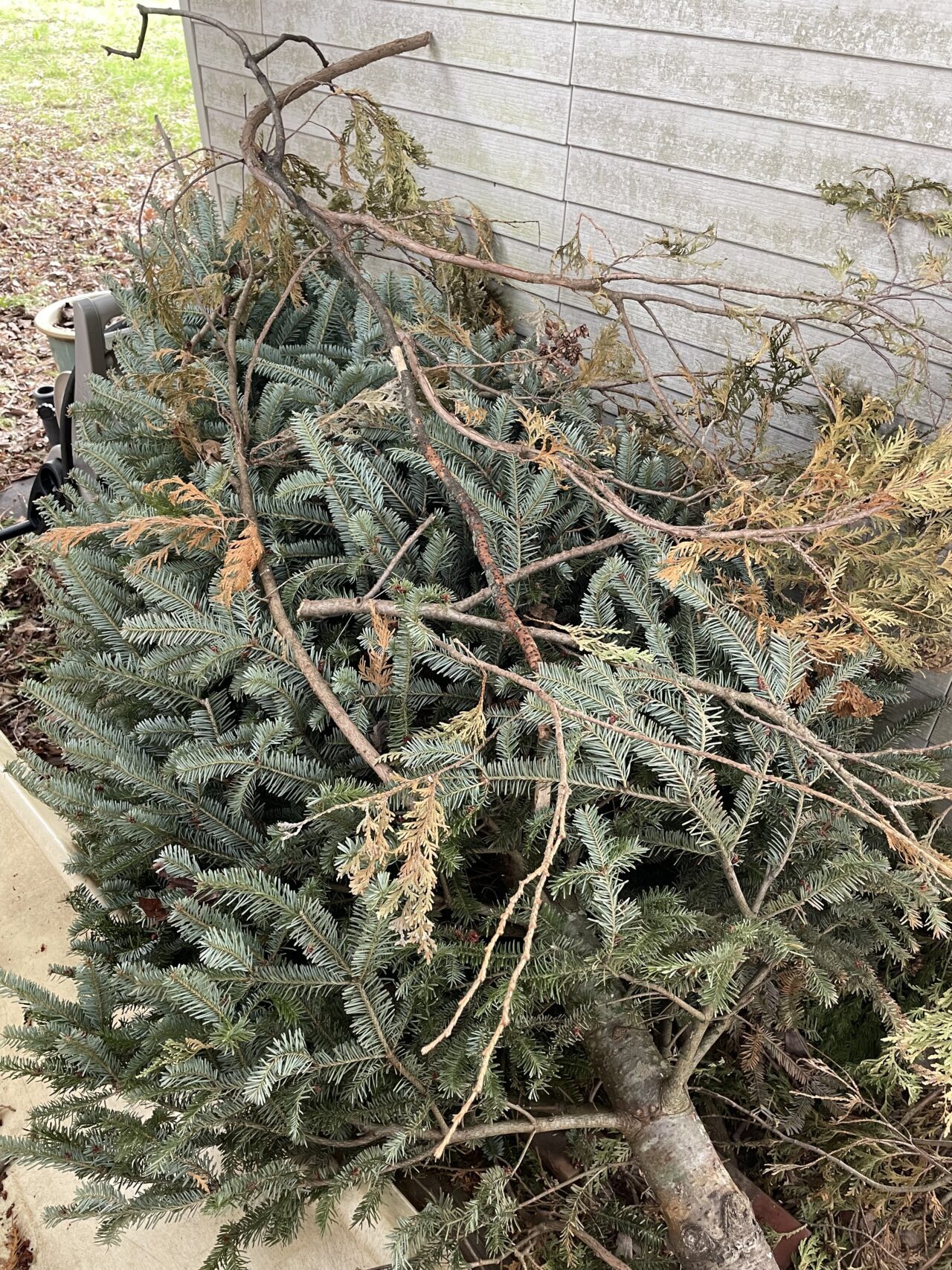 old x-mas tree as habitat