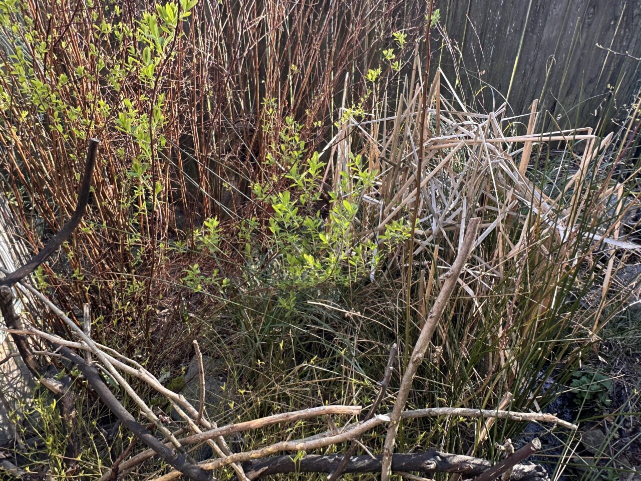 dug pond for birds