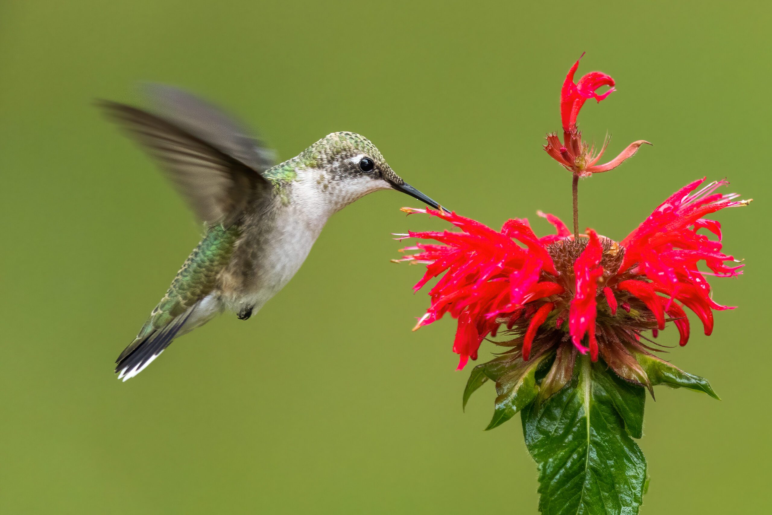A ruby-throated hummingbird feeds on a scarlet beebalm.