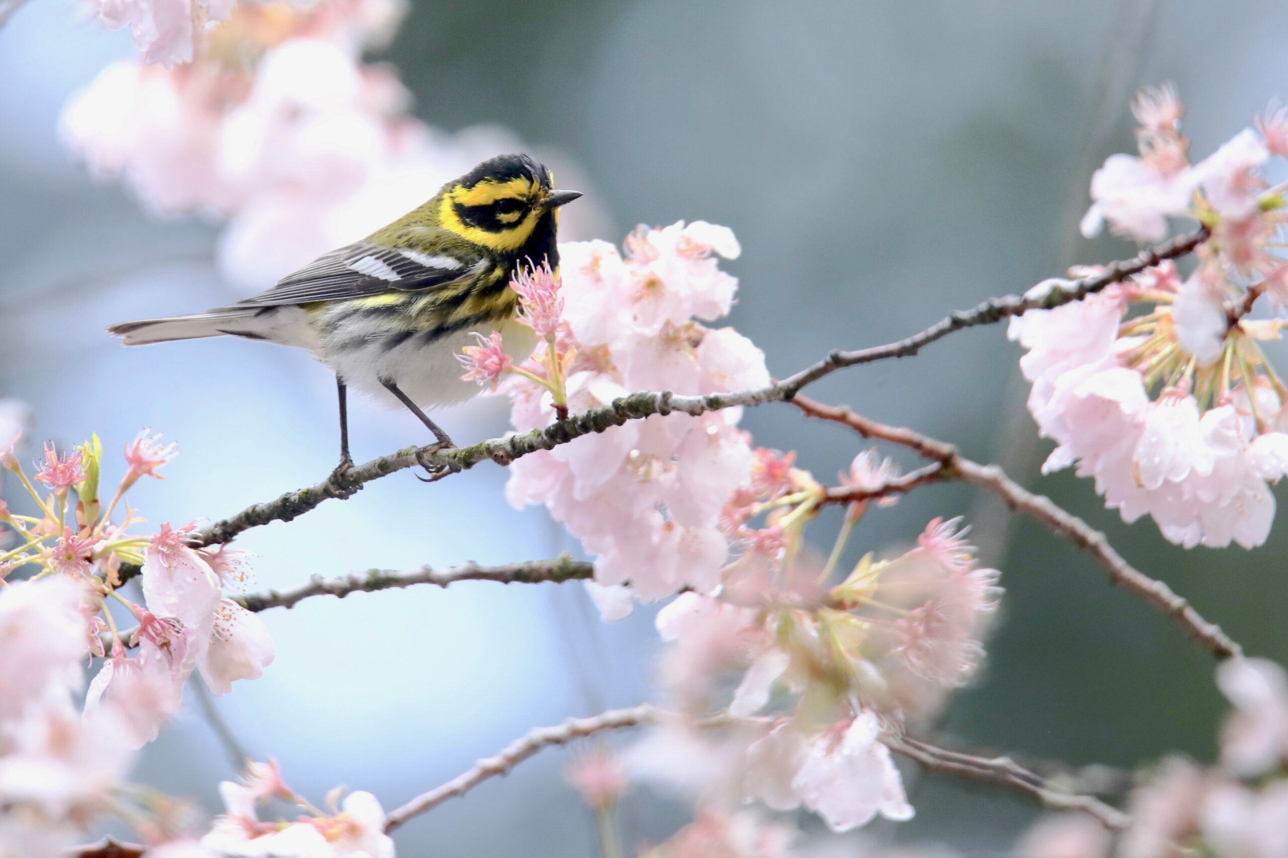 A warbler perches on a tree branch, surrounded by pink flowers.