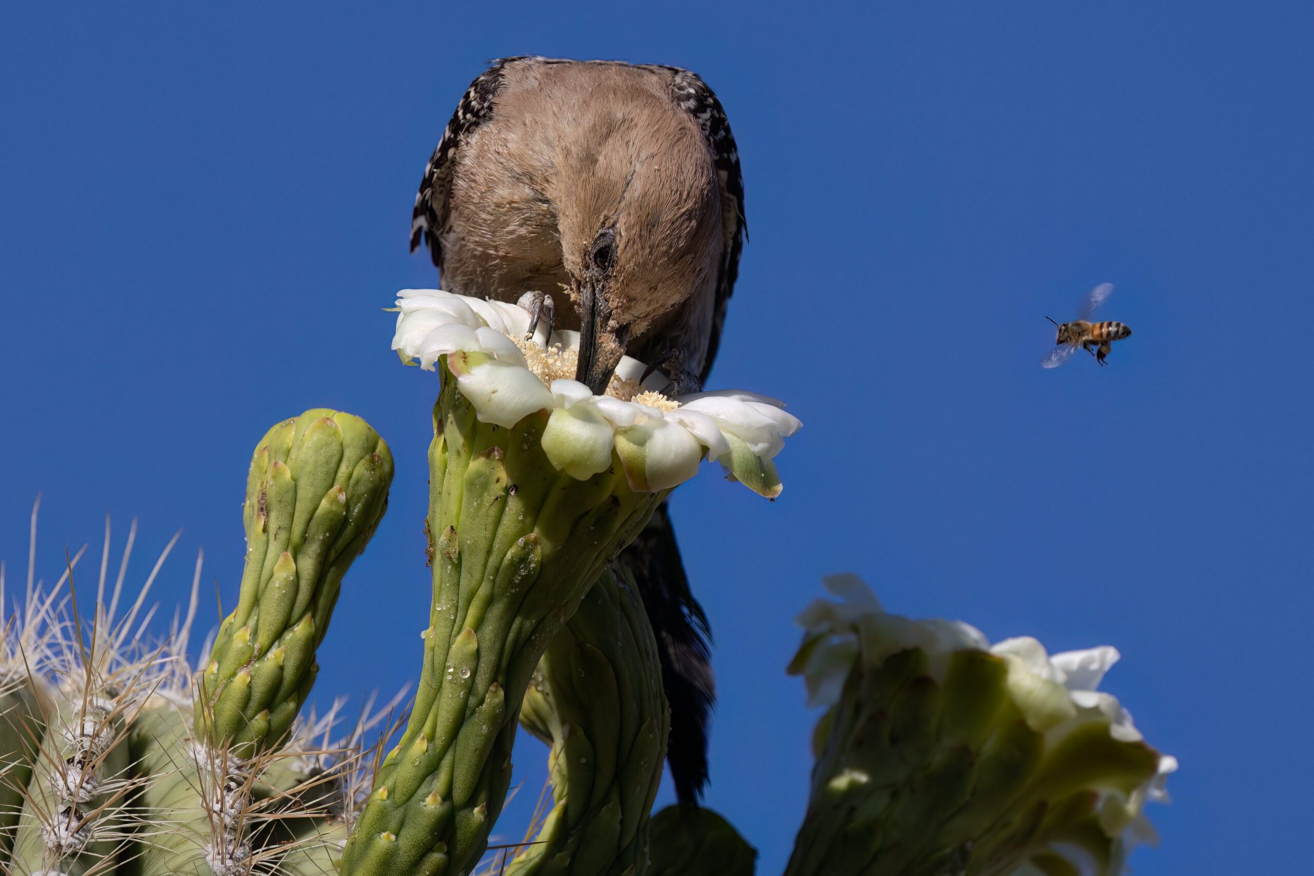 Gila woodpecker feeding on saguaro flower.