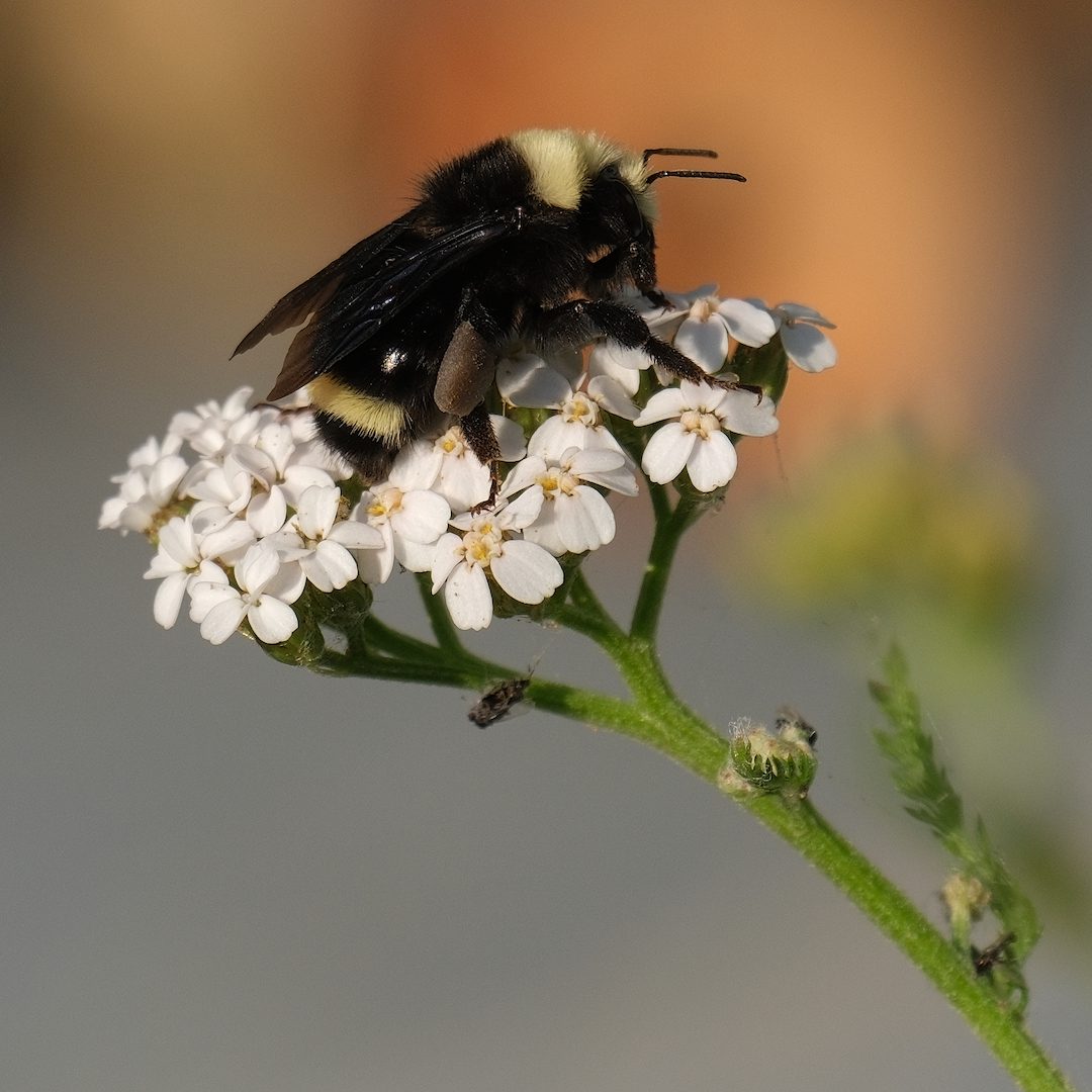 A bumblebee feeds on the flowers of a common yarrow.