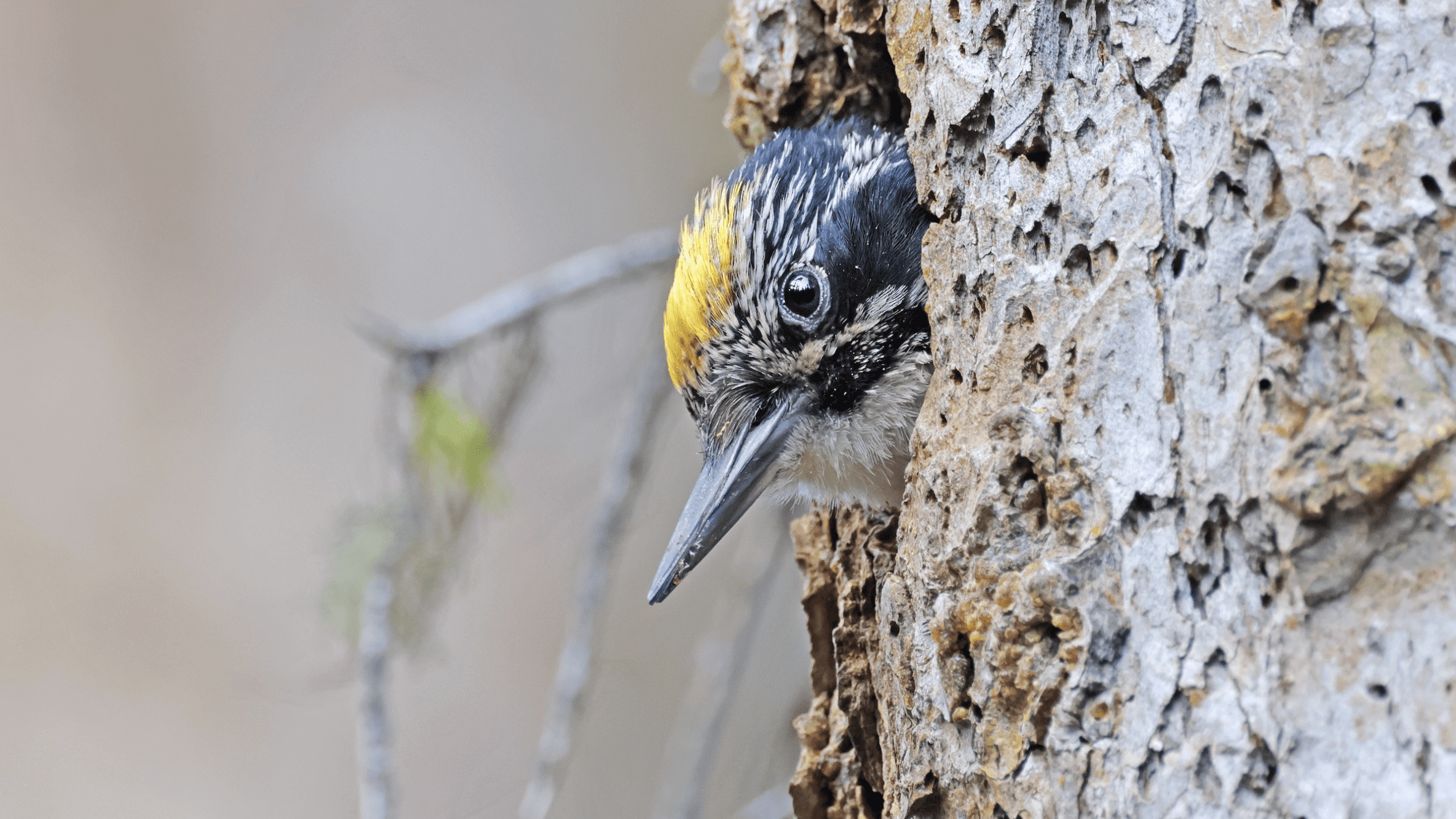 American Three-toed Woodpecker peaking out of a cavity.
