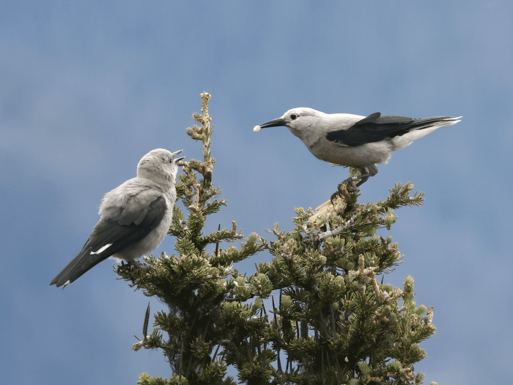 Nutcrackers in top of trees.