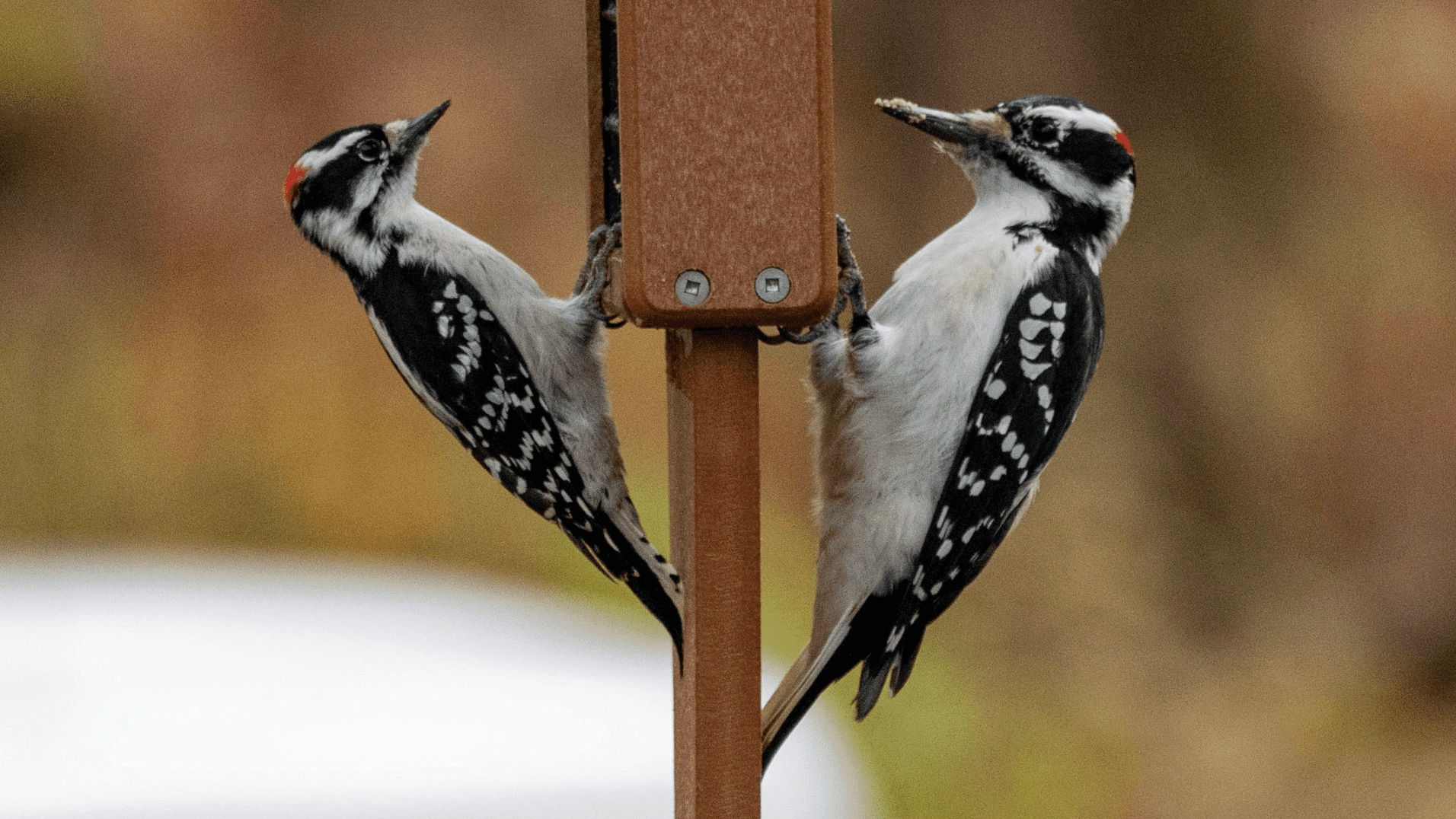 woodpeckers on feeders