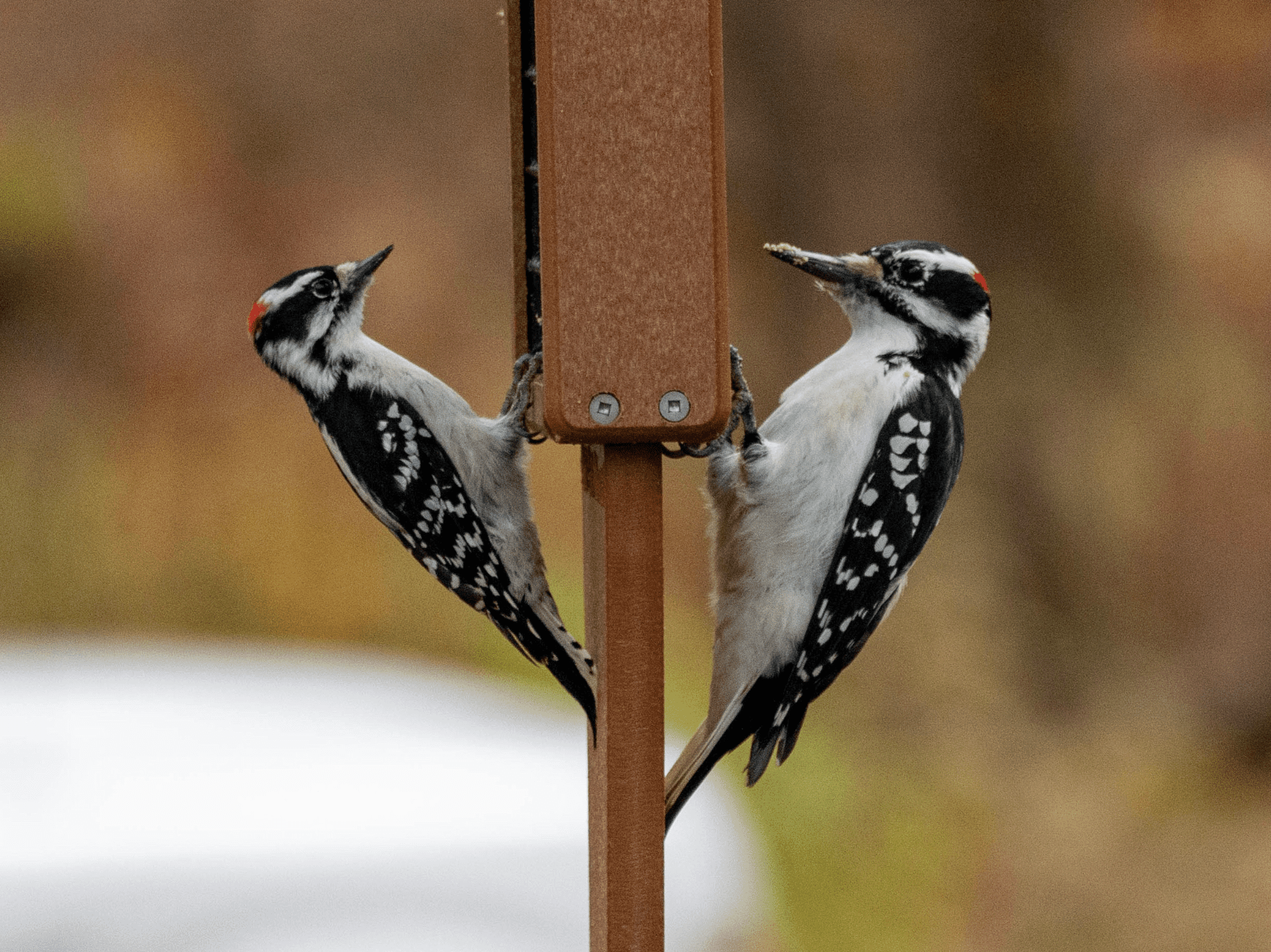 Downy and Hairy Woodpecker on a feeder.