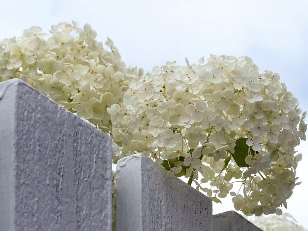 White Hydrangea over the fence.
