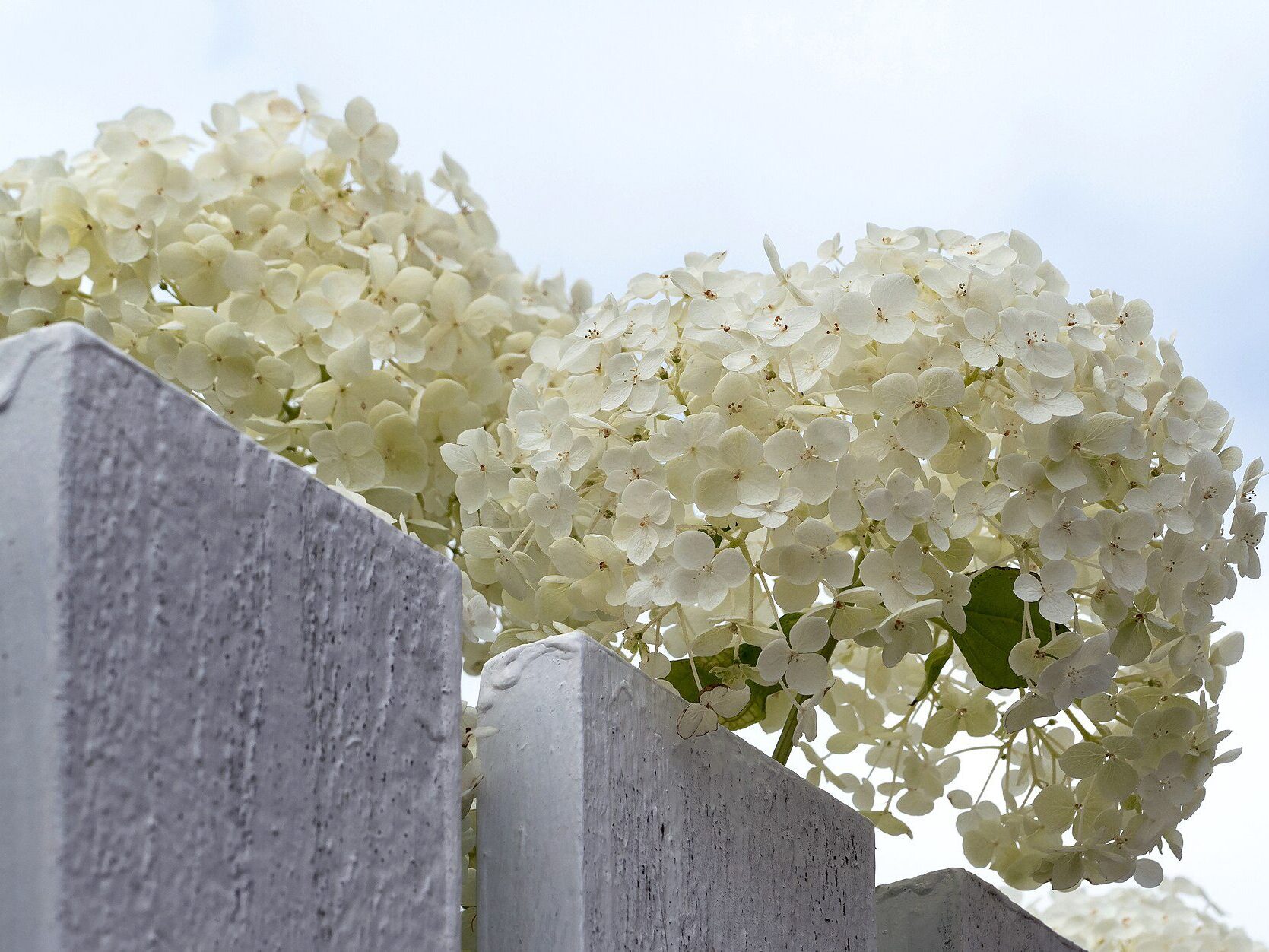 'Annabelle' hydrangea grows over a fence, with large, flowery blooms.