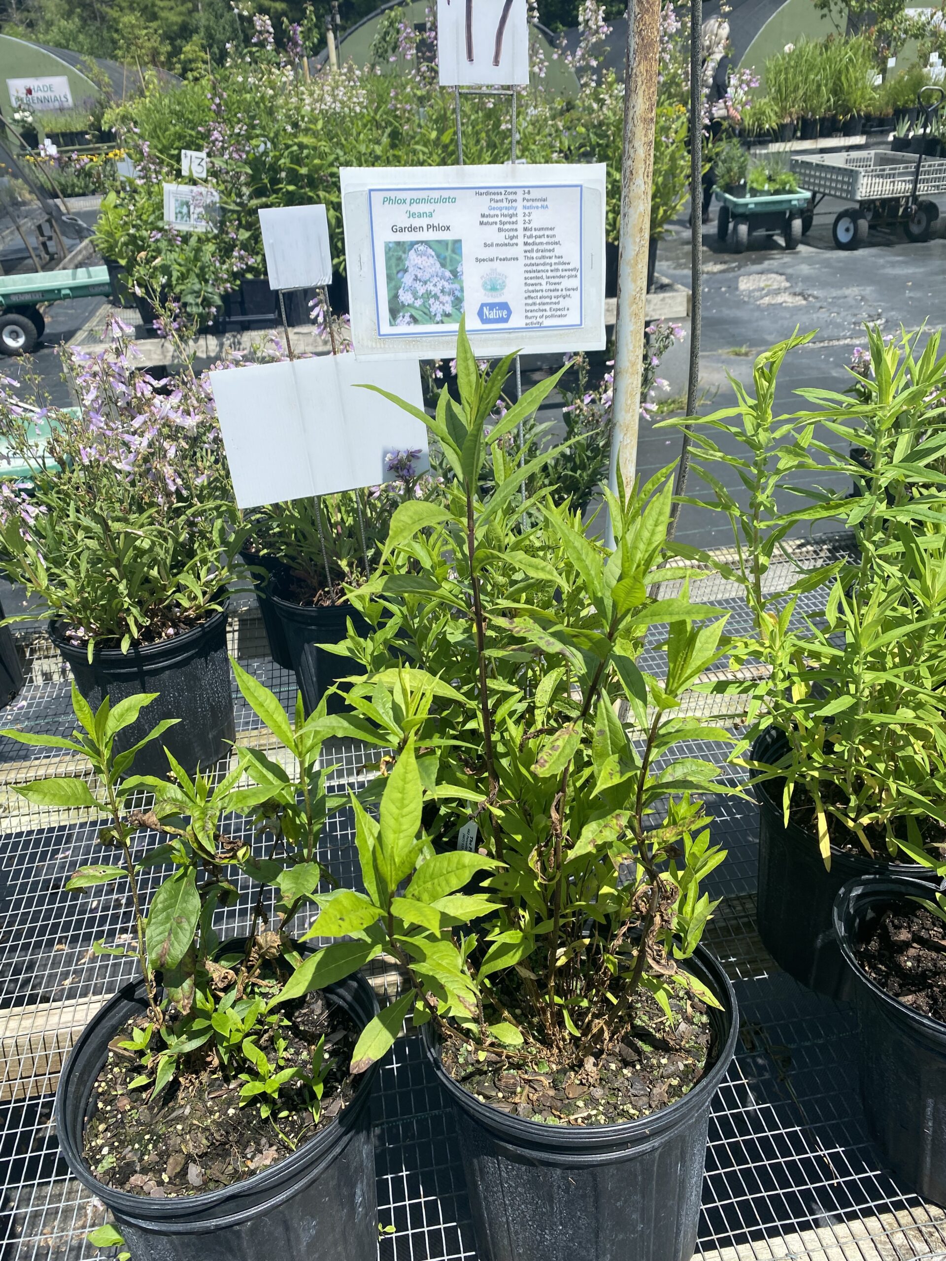 Phlox paniculata 'Jeana' grows in a container at a nursery.