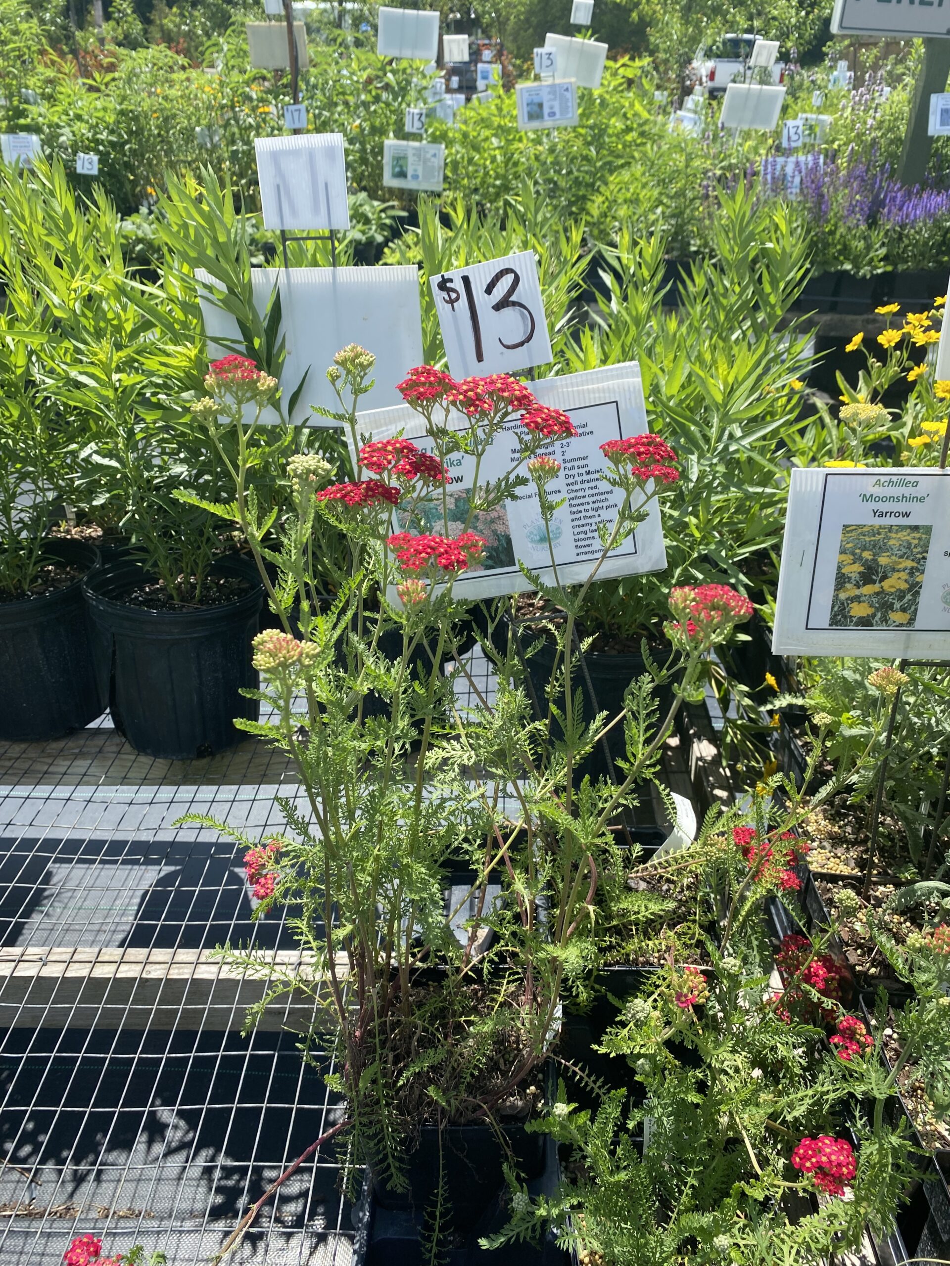 A cultivar of common yarrow grows in a nursery, with red flowers.