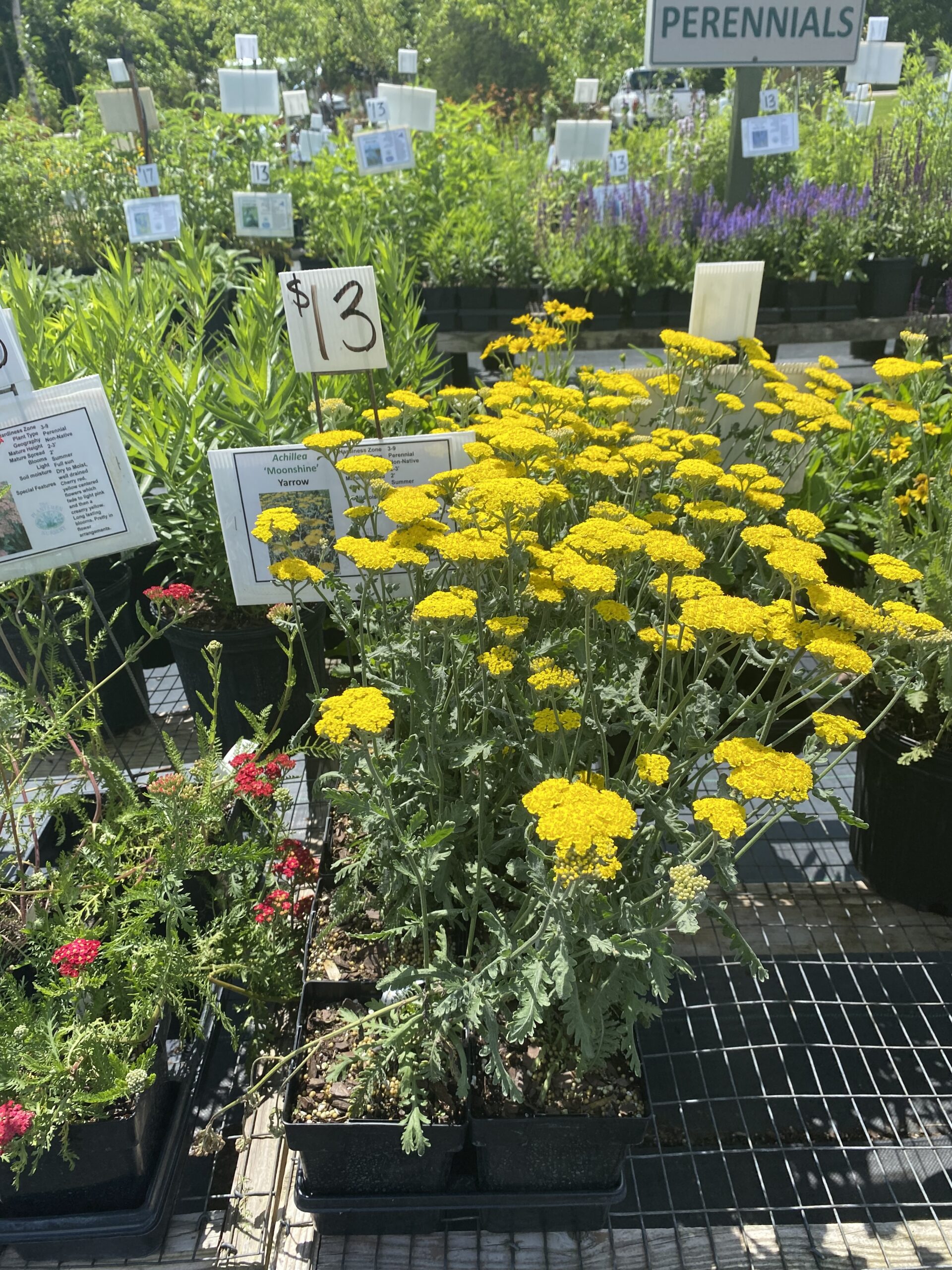 A cultivar of common yarrow grows in a nursery, with yellow flowers.