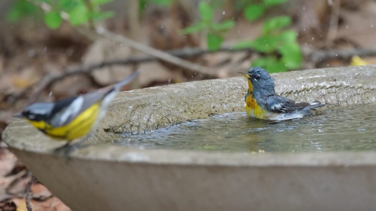 birds in birdbath
