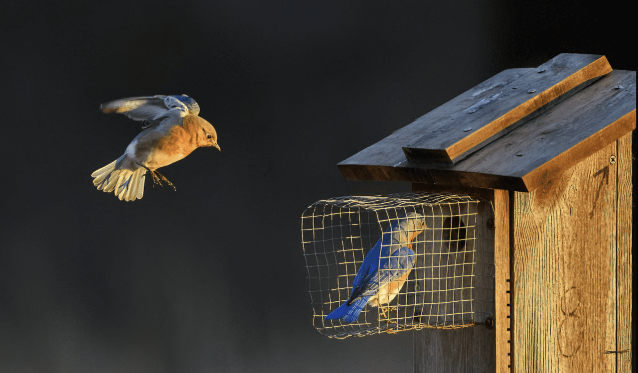 Male and female bluebirds at nestbox.
