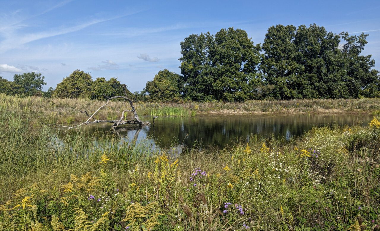Flowers and a pond in front of some trees