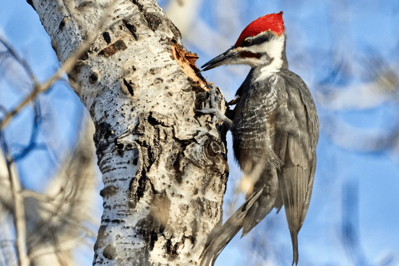Pileated Woodpecker feeding in the cavity on a tree.