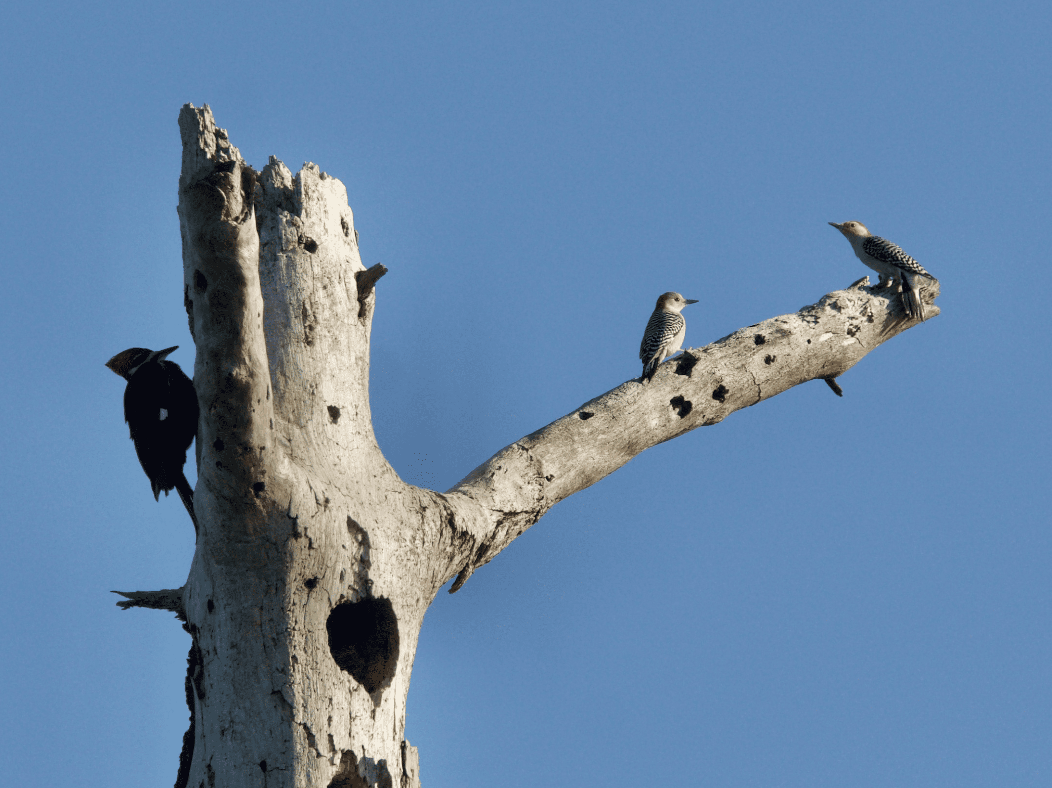 Woodpeckers in a snag.