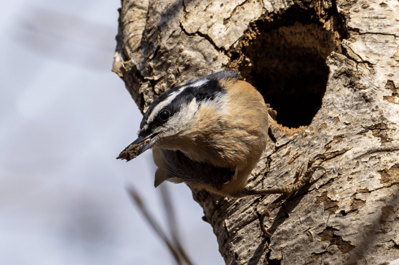 Red-breasted nuthatch excavating a cavity in a tree.