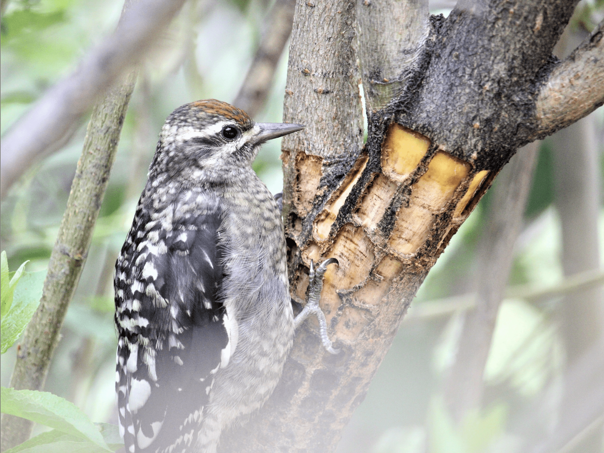 Sapsucker making sap wells.