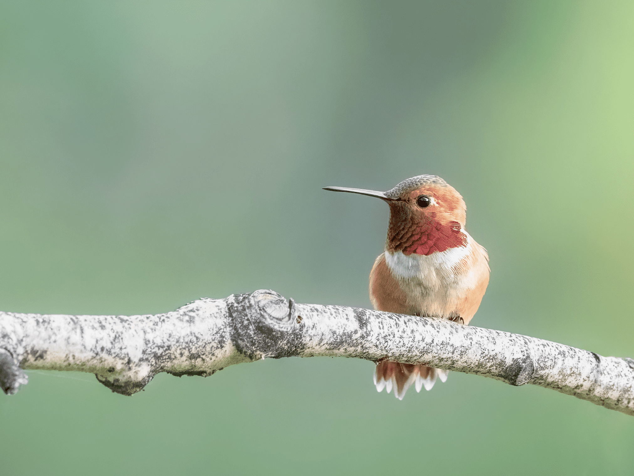Hummingbird starting to one side on twig.