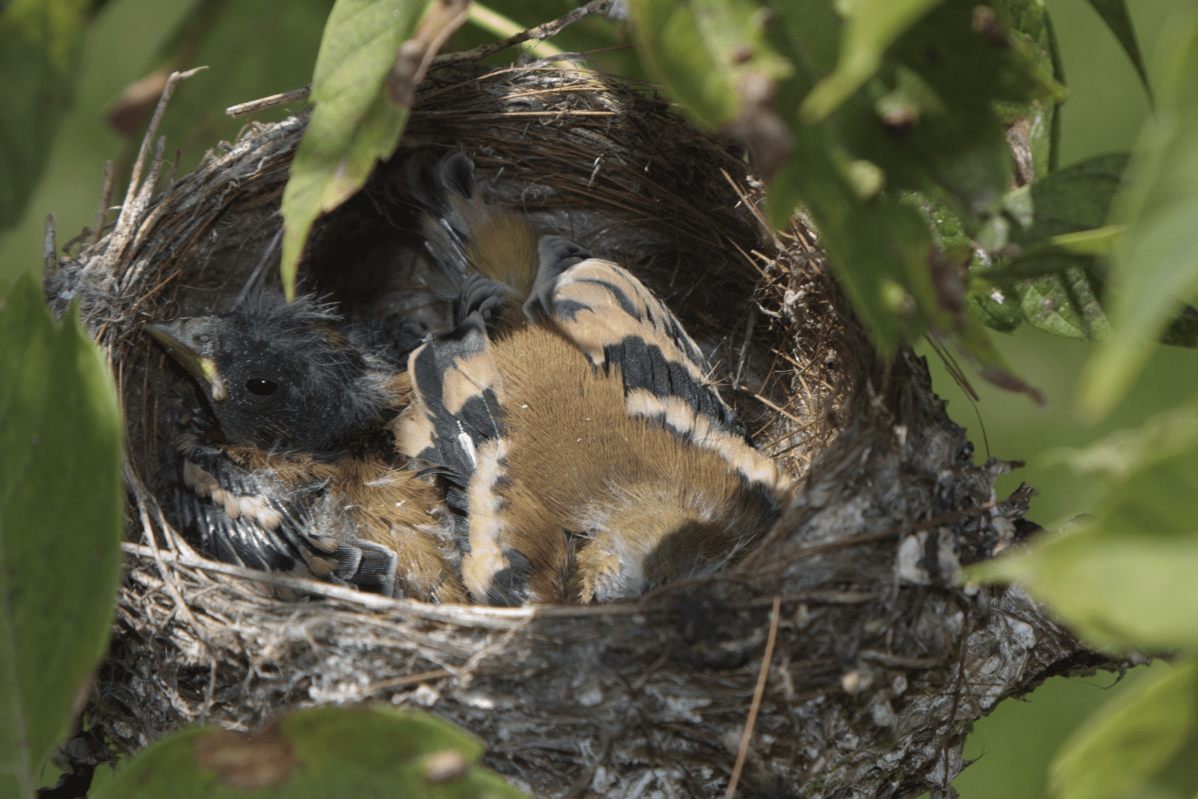 goldfinch nestlings