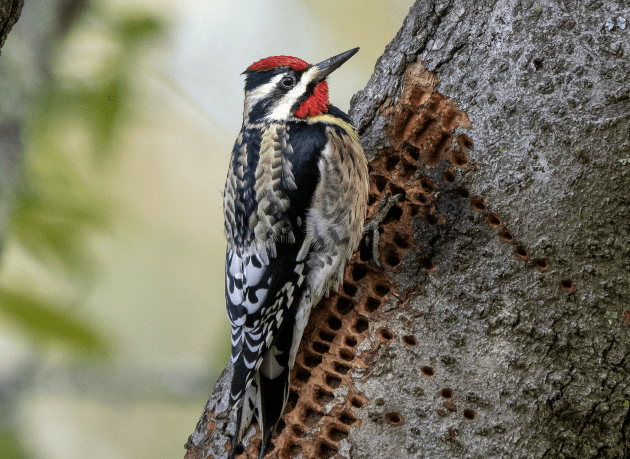 Yellow-bellied Sapsucker.