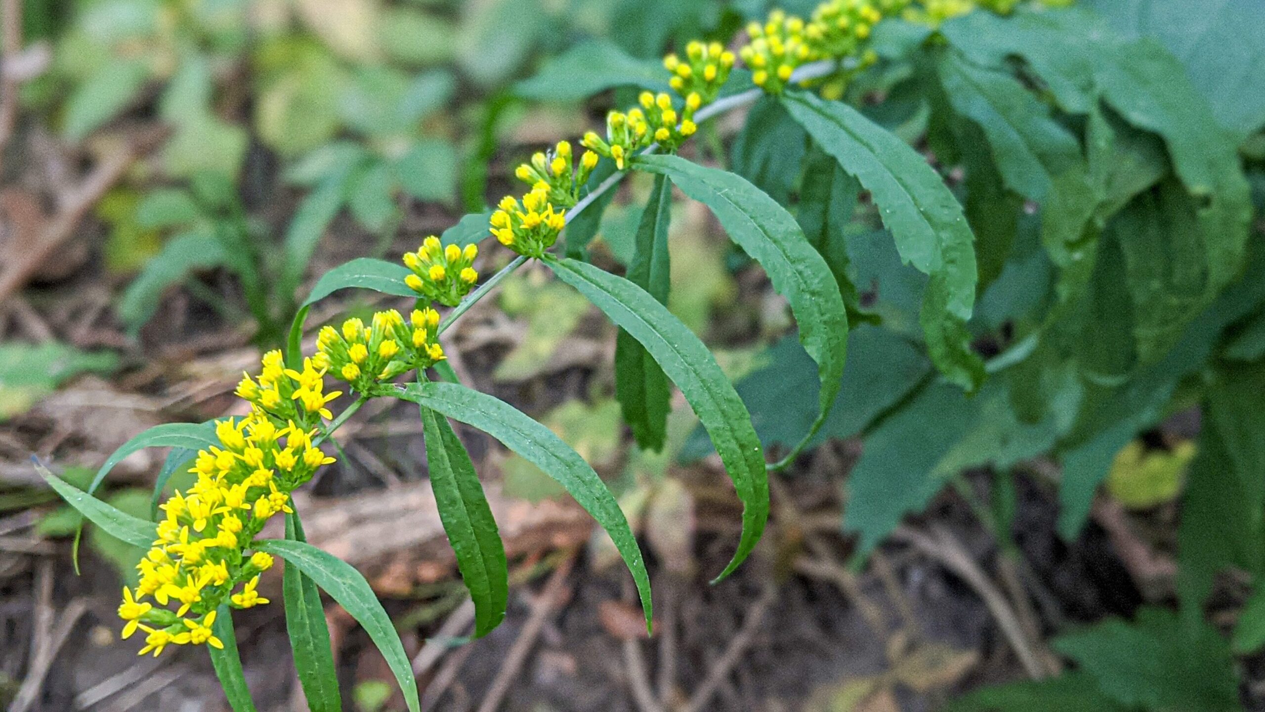 Wreath Goldenrod
