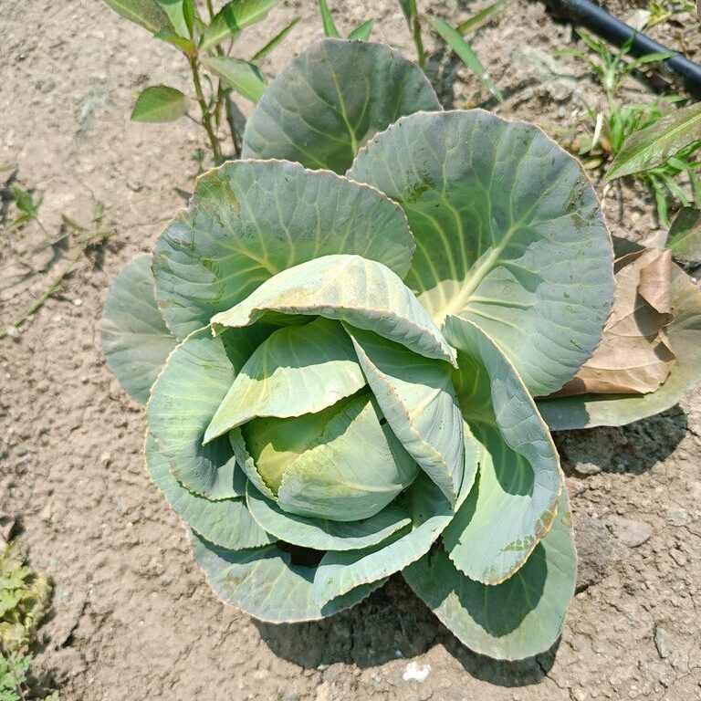 A cultivated wild cabbage plant grows as a large, round cabbage.