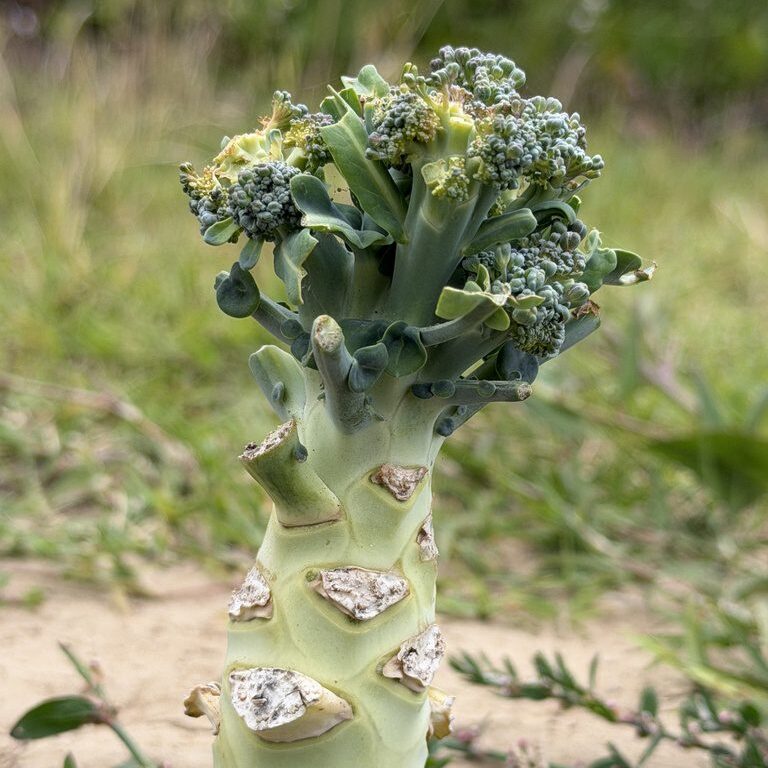 A cultivated wild cabbage plant grows with a thick trunk and kale-like leaves.