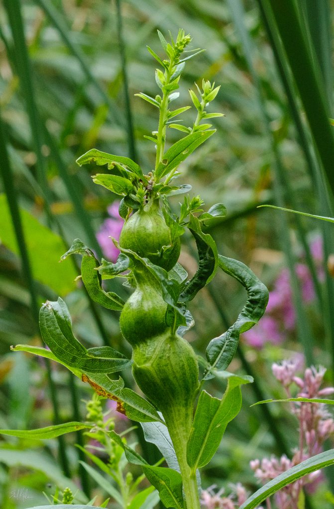 A goldenrod plant grows with three bulbous growths.