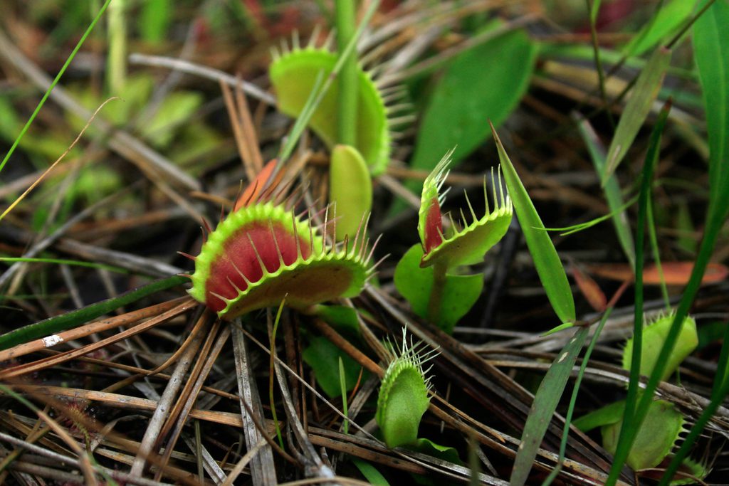 A Venus flytrap grows in a patch of bramble.