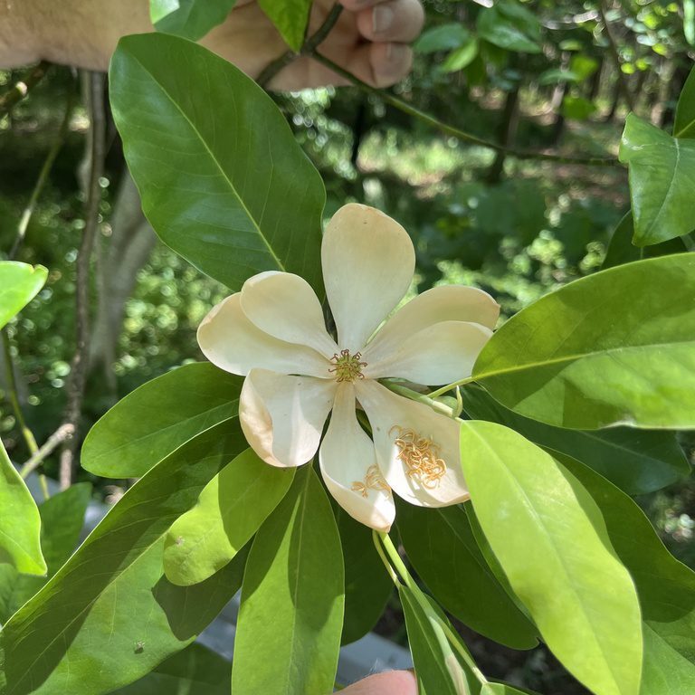 A flower with white, inward-curving petals. 