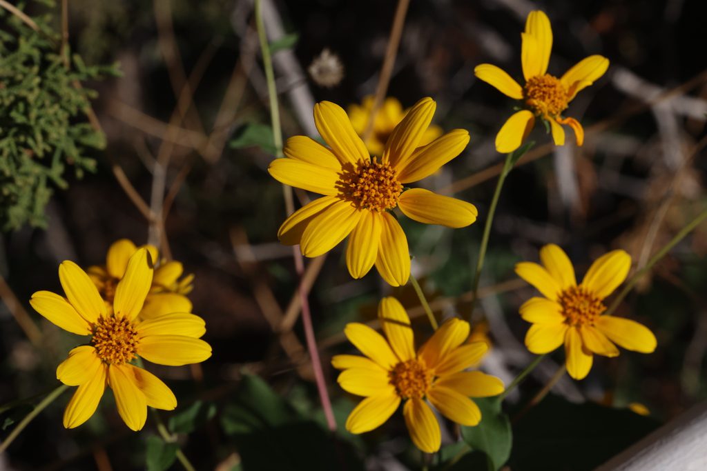 Five yellow-petaled flowers in bloom.