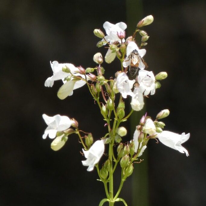 A plant with tube-shaped white flowers. 