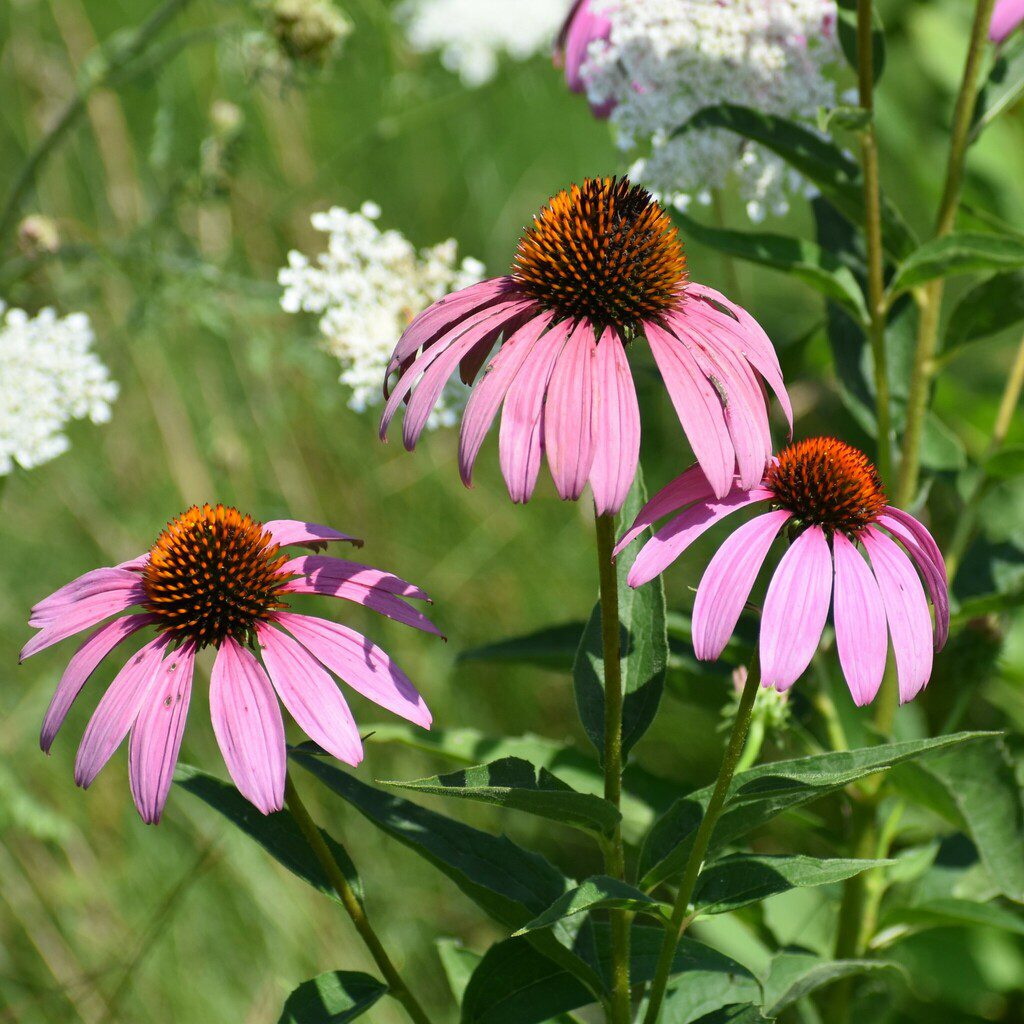 Three pink-petaled flowers grow towards the sky, with prominent cone-shaped centers. 