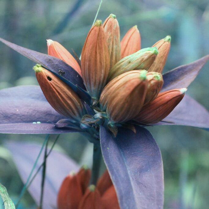 A plant with pointy purple flowers, whose petals are tightly closed together. 