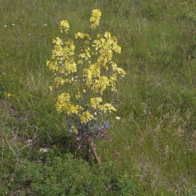 A wild cabbage plant grows with small yellow flowers.
