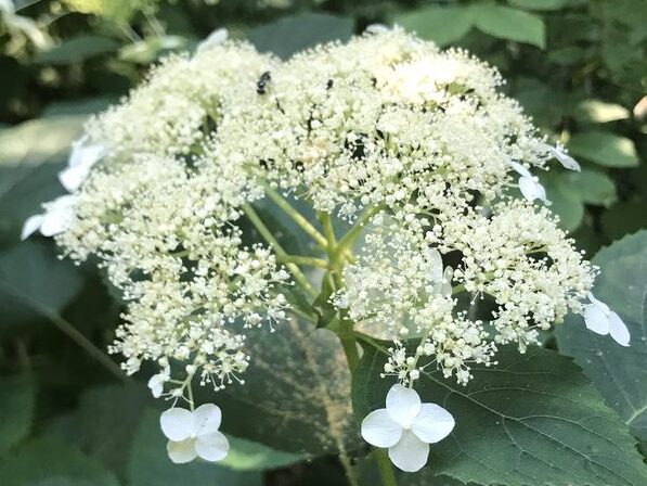 Wild smooth hydrangea grows with tight clusters of small white flowers.