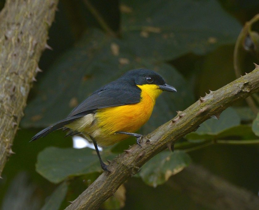 An orange-bellied, black-backed bird perches on a branch in a dense forest.