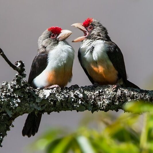 Two colorful birds perch next to each other on a branch, one with its beak wide open.