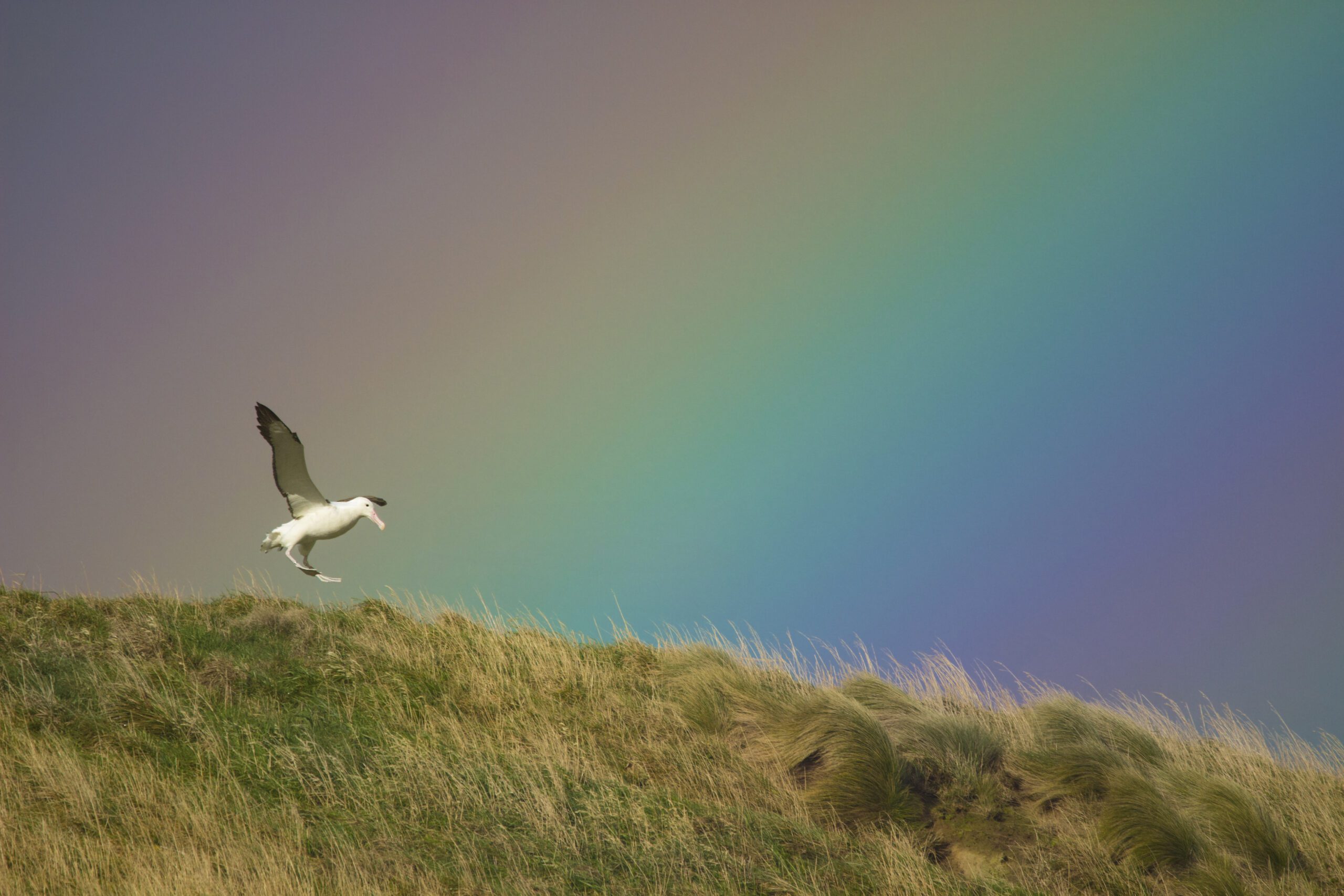A white bird with black wings hovers above grassy ground, backgrounded by a rainbow.