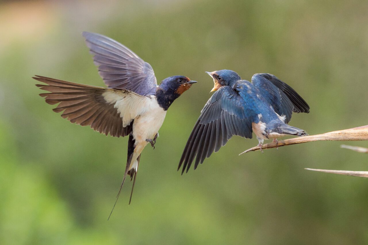 A gray-winged, white-bellied bird hovers in the air, facing a blue bird with its beak wide open.