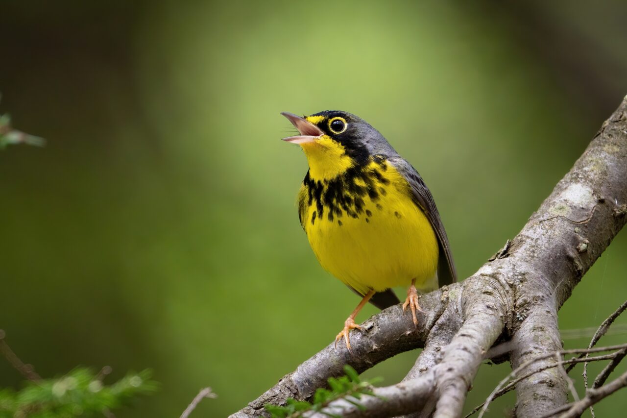 bird singing